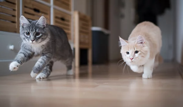 Περισσότερες από 1 γάτες στο σπίτι; Πώς θα πετύχεις τη μαγική συμβίωση;