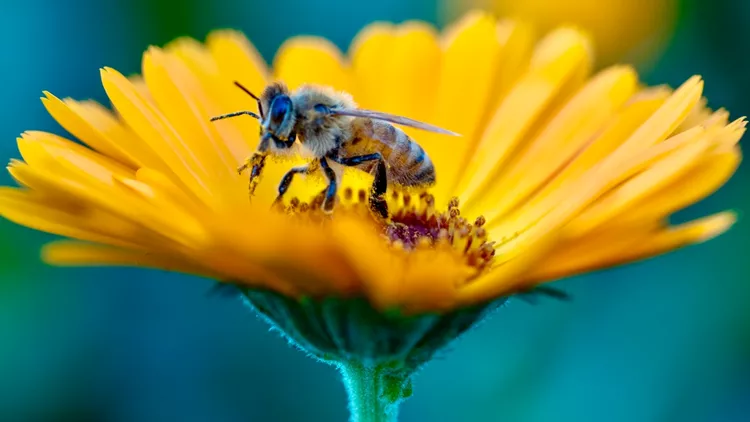 μέλισσα άνοιξη λουλούδι