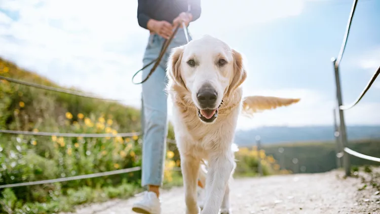 walking