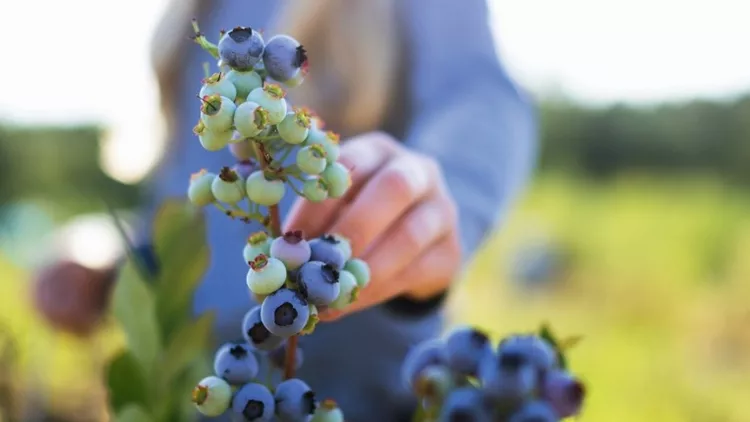Βlueberries
