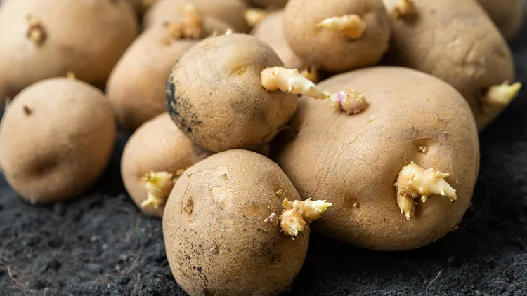 potatoes