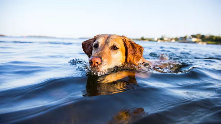 Σκύλος και θάλασσα