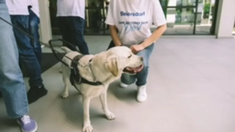 guide dog