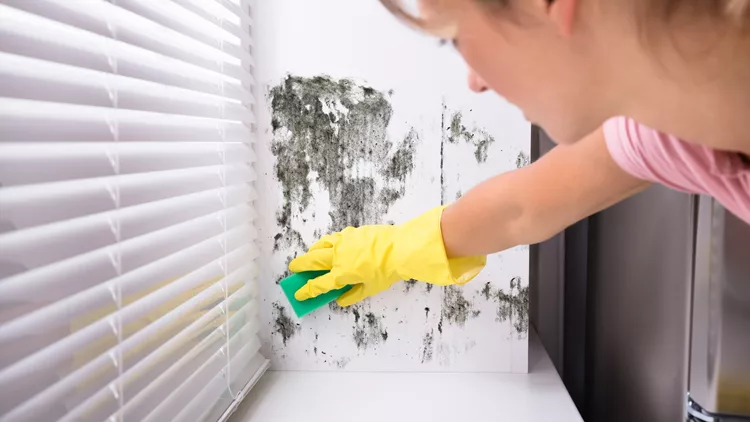 mould