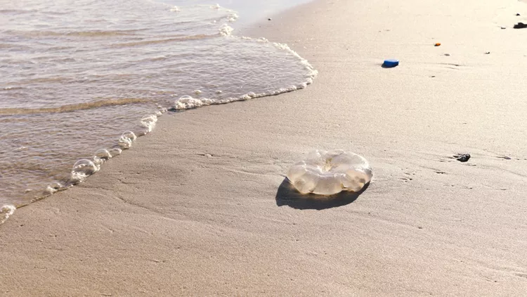 Τι πρέπει να κάνεις αν σε τσιμπήσει μέδουσα