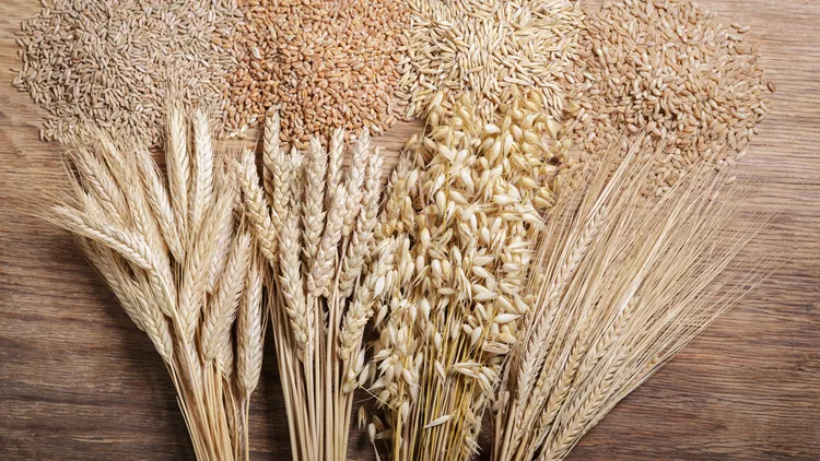 barley