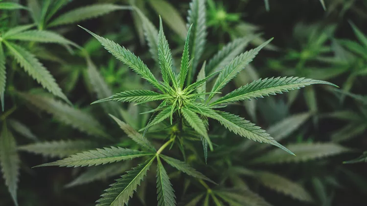 cannabis