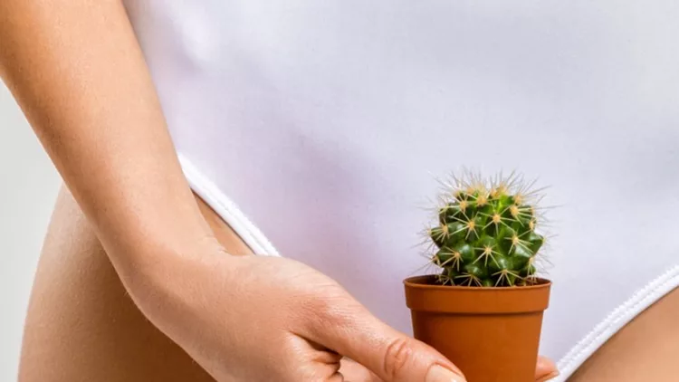 depilation-in-the-bikini-zone-a-woman-holding-a-cactus-in-her-hand-picture-id934855856