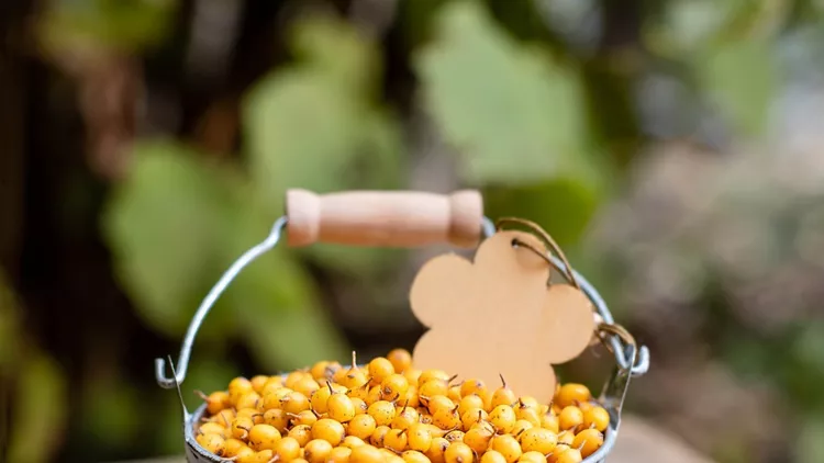 fresh-seabuckthorn-berries-in-a-bucket-picture-id1217407465