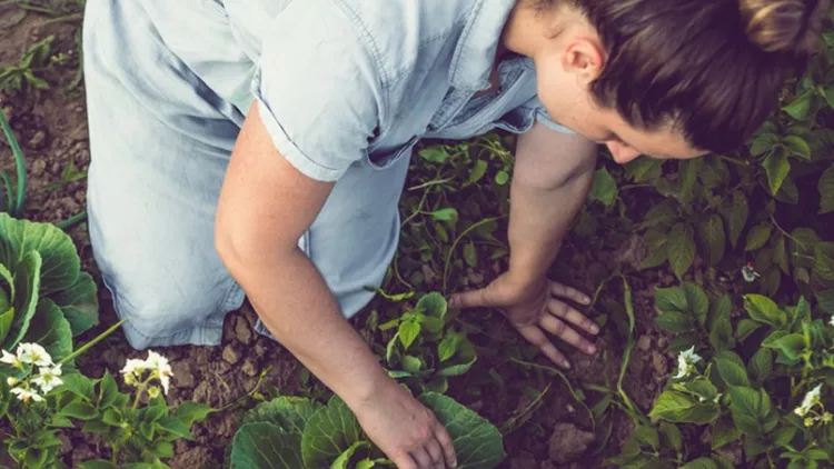 young-woman-harvesting-home-grown-lettuce-picture-id914906200
