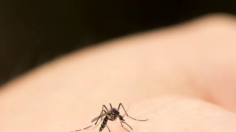 κουνούπι τσίμπημα από κουνούπι ιός του δυτικού νείλου