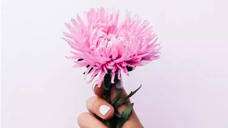 pink-flower-in-a-women-hand-on-a-light-background-picture-id621834556