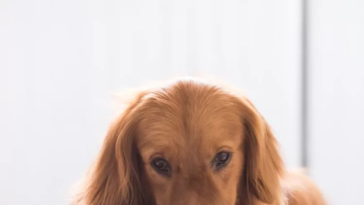 golden-retriever-eating-picture-id815638548