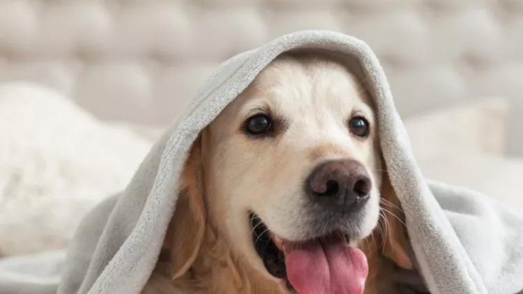 happy-smiling-young-golden-retriever-dog-under-light-gray-plaid-pet-picture-id1059650734