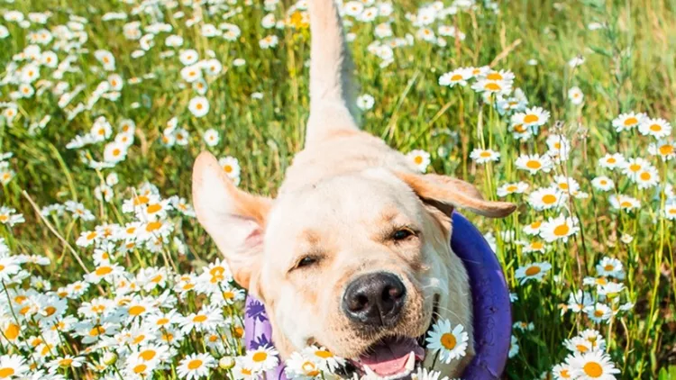 labrador-dog-running-in-camomiles-picture-id917629158