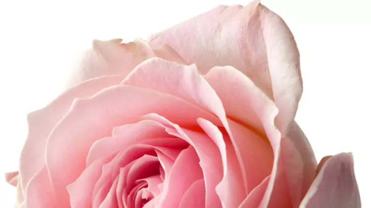 τριαντάφυλλο ροζ καρκίνος του μαστού