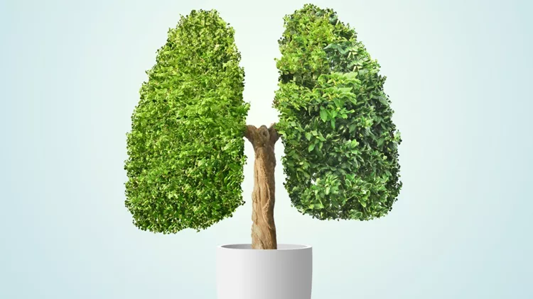 αναπνοή καρκίνος του πνεύμονα πνεύμονες