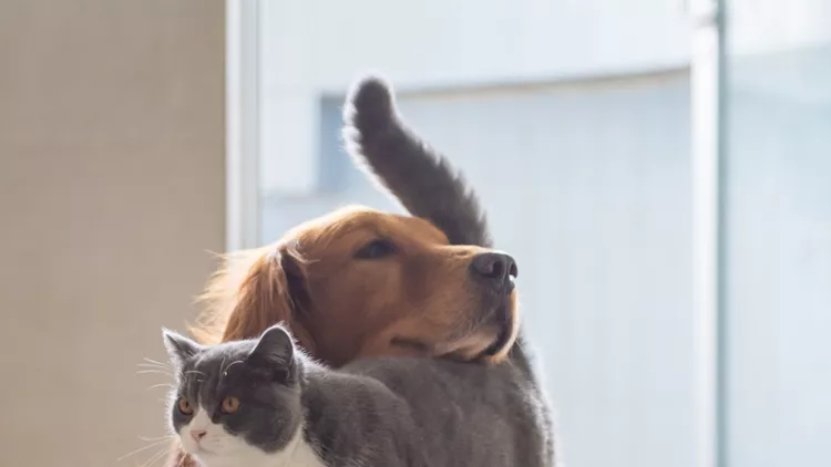 Σκύλος και γάτα μαζί
