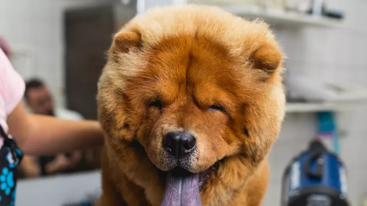 grooming-salon-picture-id1096948010