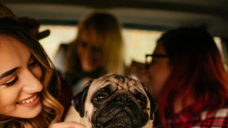 girlfriends-and-their-puppy-on-a-road-trip-picture-id671583170