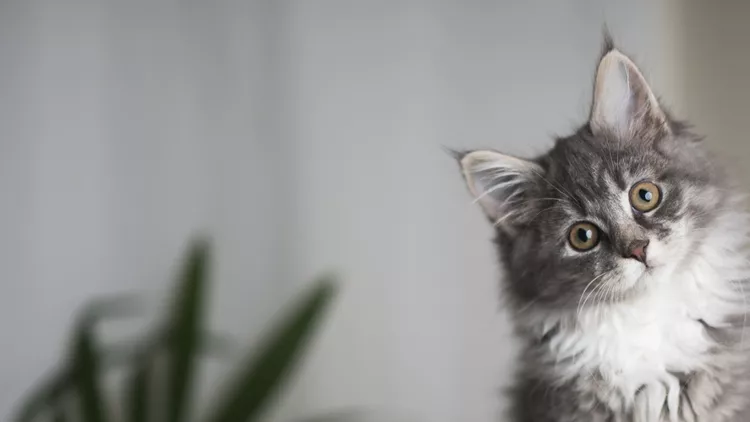 maine-coon-kitten-on-scratching-post-picture-id1085283872