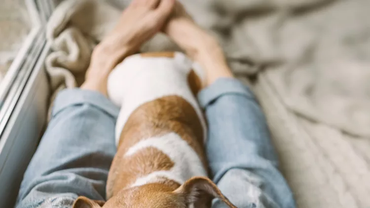 reading-at-home-with-pet-cozy-home-weekend-with-interesting-book-dog-picture-id1132975333