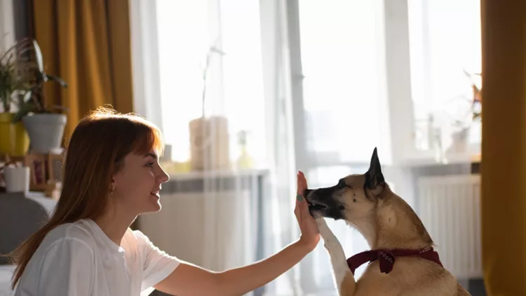 woman-giving-treat-to-dog-during-training-picture-id1186867564 (1)
