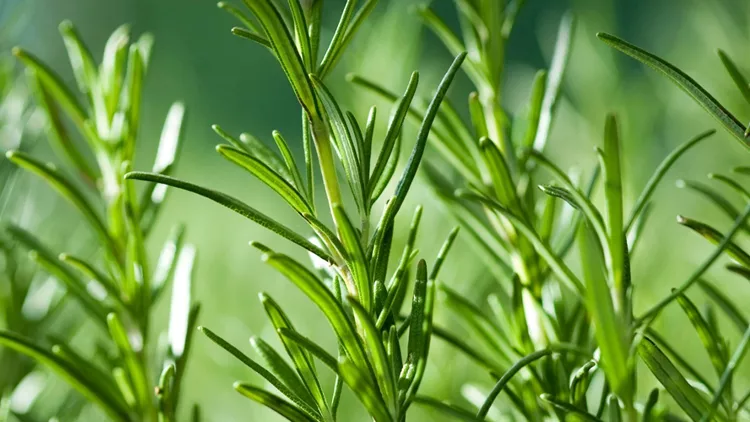 close-up-image-of-rosemary-growing-in-a-garden-picture-id121306579