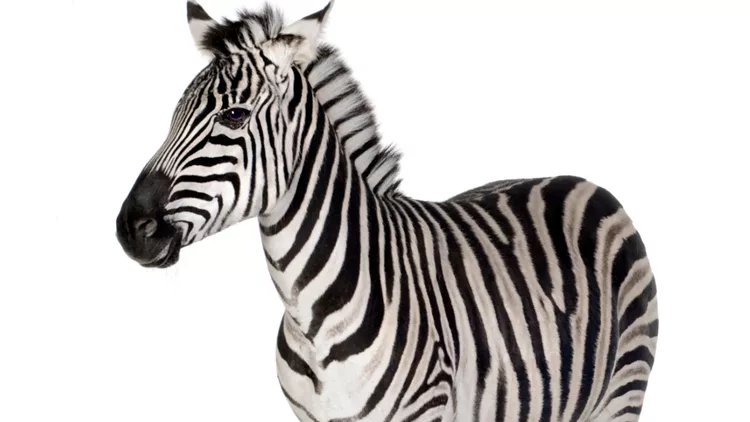 zebra-shown-on-a-white-background-picture-id93212633