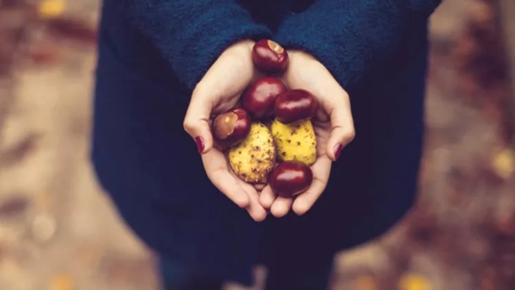 woman-hands-full-with-chestnuts-picture-id854370786