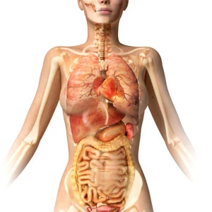 Фото анатомии человека женщин внутренних органов. Женский организм. Человеческий организм женщины. Организм девушки.
