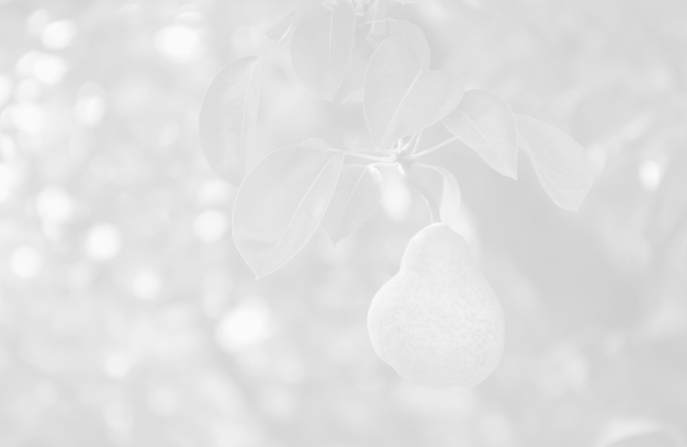 Closeup of ripe pear on the branch of a pear tree. Shallow Focus.